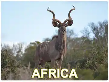 Africa Hunts Africa Hunts