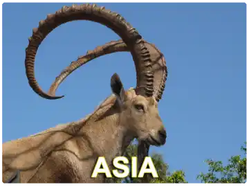 Asia Hunts Asia Hunts