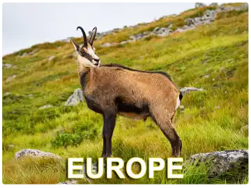Europe Hunts Europe Hunts