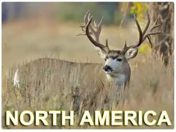 North America North America