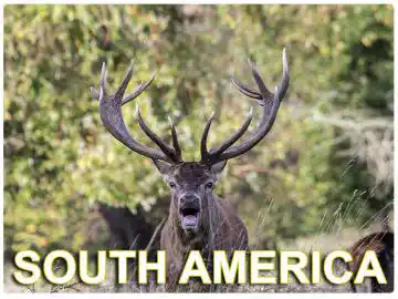 South America Hunts South America Hunts