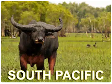 South Pacific Hunts South Pacific Hunts