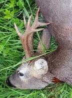 Big Roe Deer Trophy in Croatia