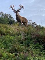 400 inch Red Stag