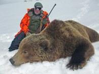 Nice trophy Kamchatka brown bear