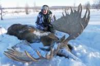 Big Kamchatka Moose