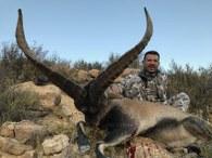 Huge Becite Ibex Trophy