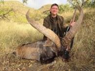 Huge Southeastern Ibex in Spain