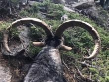 Big Gredos Ibex