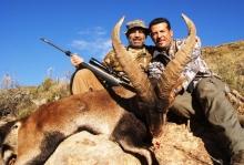 Big Ronda Ibex in Spain