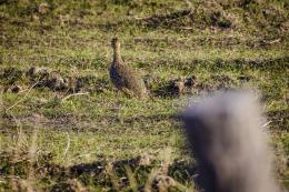 Group of Duck Hunters