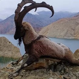 bezoar ibex hunt in Turkey