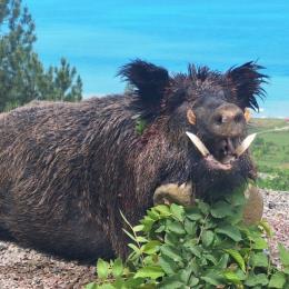 hunt giant boar in the black sea