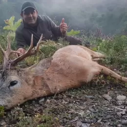 big roe deer in turkey