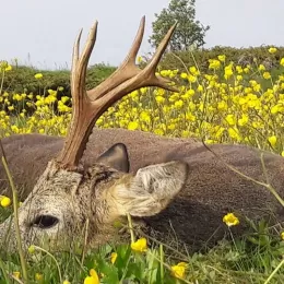 roe deer trophy