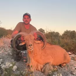 aoudad in west texas