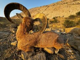 TRophy Blanford Urial in Pakistan