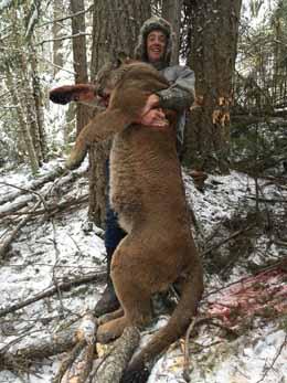 Big Canadian Mountain Lion Trophy