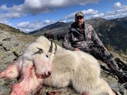 Trophy Mountain Goat