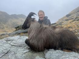 Big Tahr in New Zealand