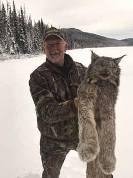Huge Canadian trophy Lynx