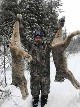 Two Trophy Lynx in British Columbia