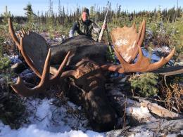 Trophy Moose in Canada