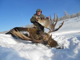 Giant Moose in Russia