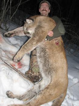 Mountain Lion Trophy of a lifetime!