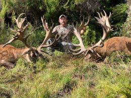 Big red Stags in New Zealand