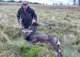 sika stag hunt in scotland