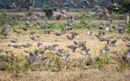 high volume dove hunting in Argentina