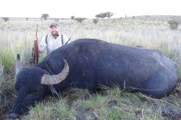 Big Water Buffalo in La Pampa