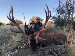 red stag trophy