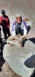 A fine Blue Sheep Trophy