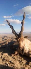 Hunt Straight-horned Markhor with available tags