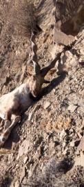 Hunt Suleiman Markhor in Pakistan