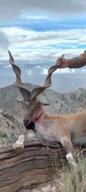 Straight-horned Markhor hunting in Pakistan