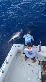 Fish for Bluefin Tuna off of Mallorca
