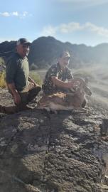 afghan urial in the field