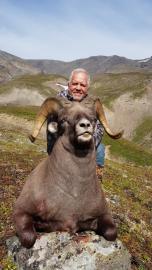 Snow Sheep Trophy Photo