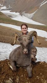Hunt Kamchatka Snow Sheep in Winter