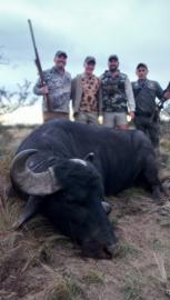 Trophy water buffalo hunting in Argentina