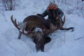 Giant Moose hunt in Kamchatka