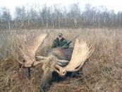 Nicely palmated Russian Moose Trophy