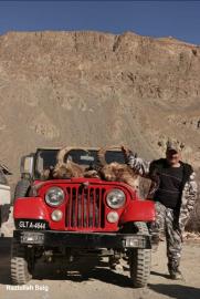 Ibex loaded on the jeep in Pakistan