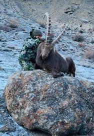 Himalayan trophy ibex with hunter
