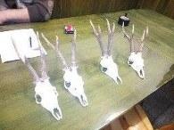 Roe Deer Skull and horns