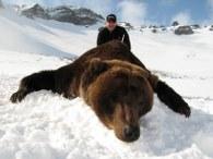 Giant Russian Brown bear trophy