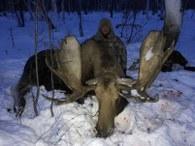 Hunt Giant Moose in Russia